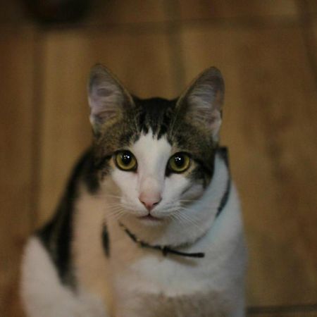 Everyday Cat Hostel 바투미 외부 사진