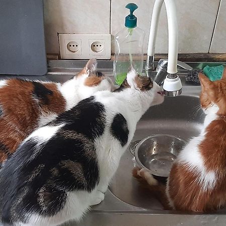 Everyday Cat Hostel 바투미 외부 사진