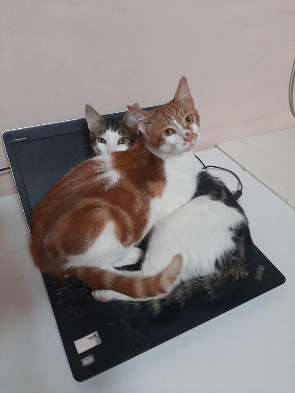 Everyday Cat Hostel 바투미 외부 사진