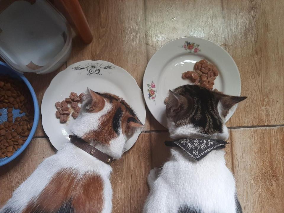 Everyday Cat Hostel 바투미 외부 사진