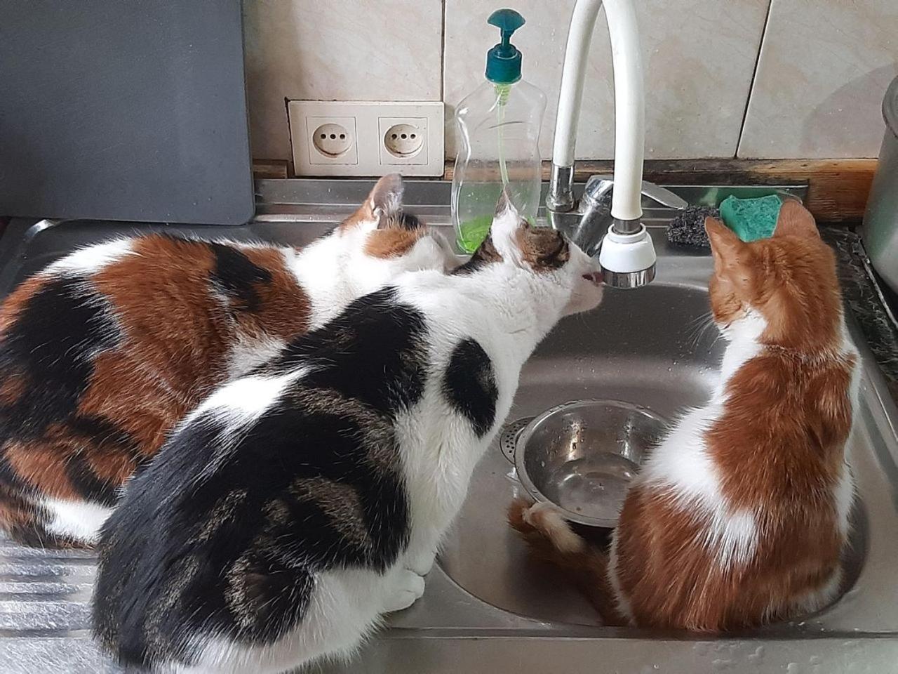 Everyday Cat Hostel 바투미 외부 사진
