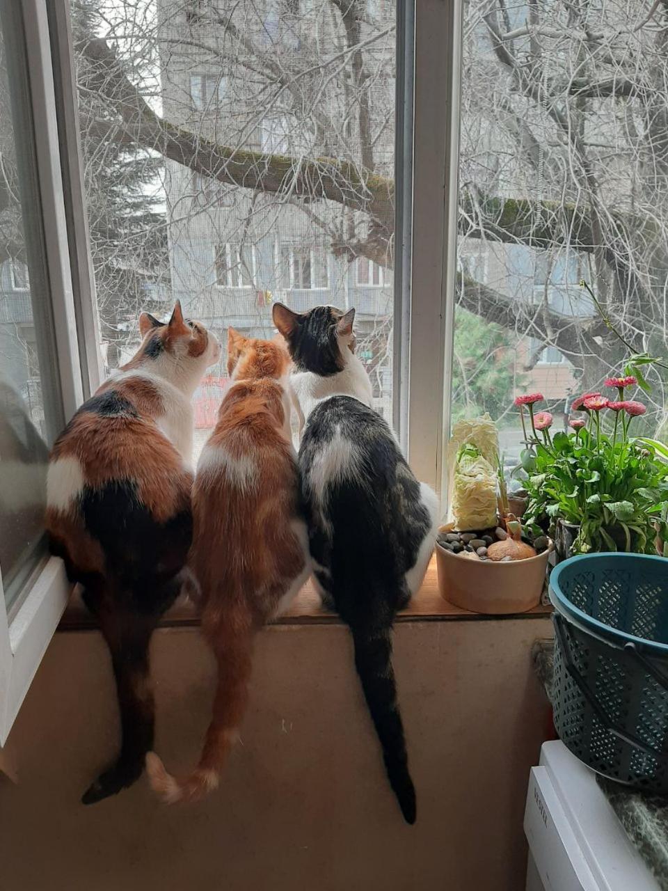 Everyday Cat Hostel 바투미 외부 사진