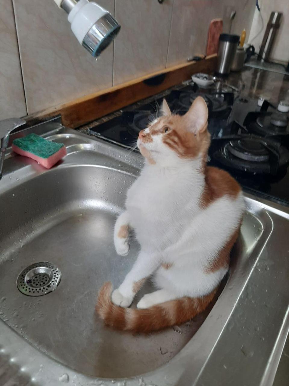 Everyday Cat Hostel 바투미 외부 사진